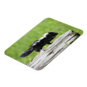 最も可愛い赤ん坊の動物 |ベビースカンク マグネット (左側)