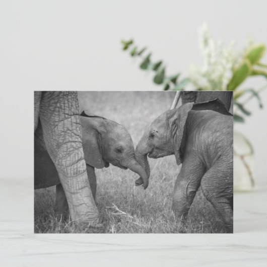 最も可愛い赤ん坊の動物 |ベビーゾウの挨拶 サンキューカード (スタンド正面)