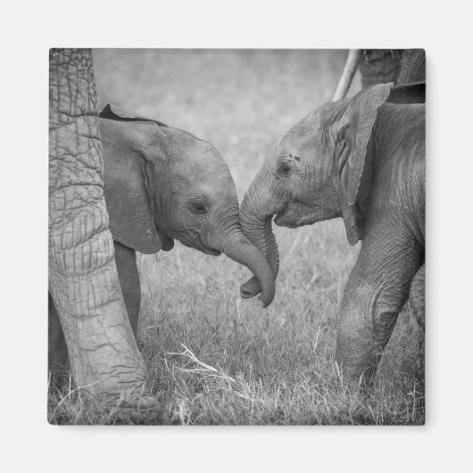 最も可愛い赤ん坊の動物 |ベビーゾウの挨拶 マグネット (正面)