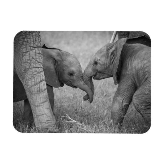 最も可愛い赤ん坊の動物 |ベビーゾウの挨拶 マグネット (横)