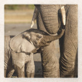 最も可愛い赤ん坊の動物 |ベビーゾウ&ママ ガラスコースター (正面)