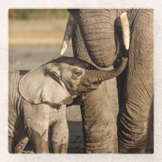 最も可愛い赤ん坊の動物 |ベビーゾウ&ママ ガラスコースター (正面)