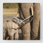 最も可愛い赤ん坊の動物 |ベビーゾウ&ママ スクエア壁時計 (正面)