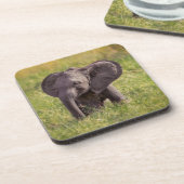 最も可愛い赤ん坊の動物 |ベビーゾウKenya Africa コースター (左側)