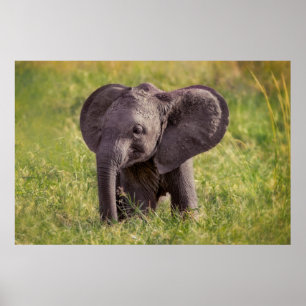 最も可愛い赤ん坊の動物 ベビーゾウKenya Africa ポスター