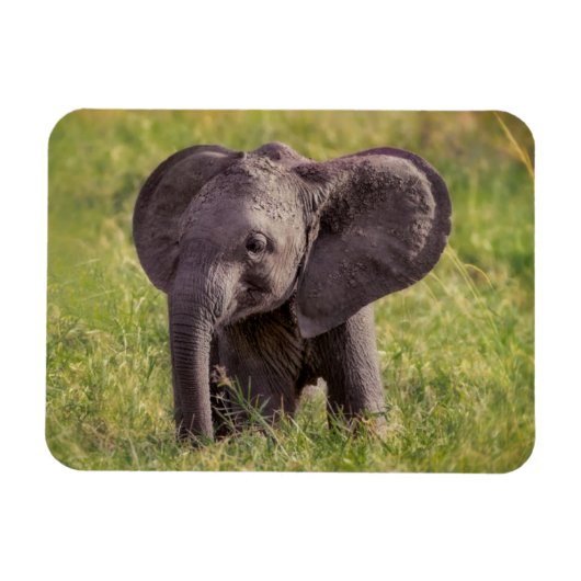 最も可愛い赤ん坊の動物 |ベビーゾウKenya Africa マグネット (横)