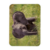 最も可愛い赤ん坊の動物 |ベビーゾウKenya Africa マグネット (縦)