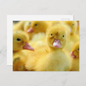 最も可愛い赤ん坊の動物 |ベビーダックグループ ポストカード (正面/裏面)