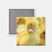 最も可愛い赤ん坊の動物 |ベビーダックグループ マグネット (正面/裏面)