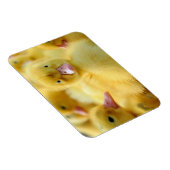 最も可愛い赤ん坊の動物 |ベビーダックグループ マグネット (右側)