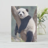 最も可愛い赤ん坊の動物 |ベビーパンダの眠り サンキューカード (スタンド正面)