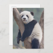 最も可愛い赤ん坊の動物 |ベビーパンダの眠り ポストカード (正面/裏面)