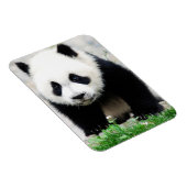 最も可愛い赤ん坊の動物 |ベビーパンダベア マグネット (右側)