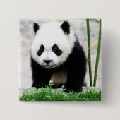 最も可愛い赤ん坊の動物 |ベビーパンダベア 缶バッジ (正面)