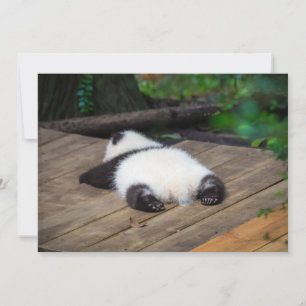 最も可愛い赤ん坊の動物 ベビーパンダ眠り サンキューカード