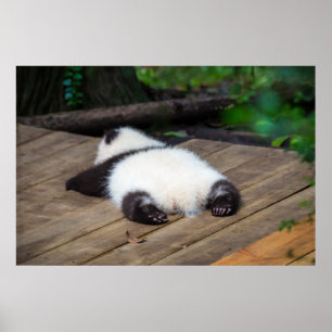 最も可愛い赤ん坊の動物  ベビーパンダ眠り ポスター