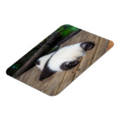 最も可愛い赤ん坊の動物 |ベビーパンダ眠り マグネット (左側)