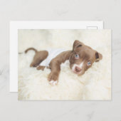 最も可愛い赤ん坊の動物 |ベビーピットブルパピー ポストカード (正面/裏面)