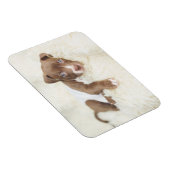 最も可愛い赤ん坊の動物 |ベビーピットブルパピー マグネット (右側)