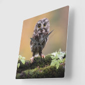 最も可愛い赤ん坊の動物 |ベビーフクロウ スクエア壁時計 (傾斜)