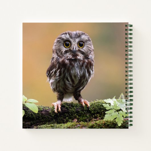 最も可愛い赤ん坊の動物 |ベビーフクロウ ノートブック (裏面)