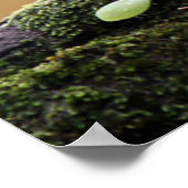 最も可愛い赤ん坊の動物 |ベビーフクロウ ポスター (角)