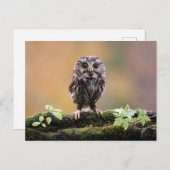 最も可愛い赤ん坊の動物 |ベビーフクロウ ポストカード (正面/裏面)