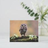 最も可愛い赤ん坊の動物 |ベビーフクロウ ポストカード (スタンド正面)