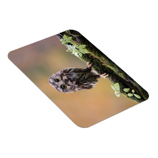 最も可愛い赤ん坊の動物 |ベビーフクロウ マグネット (右側)
