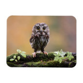 最も可愛い赤ん坊の動物 |ベビーフクロウ マグネット (横)