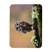 最も可愛い赤ん坊の動物 |ベビーフクロウ マグネット (縦)