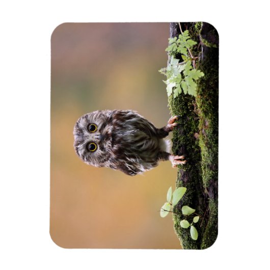 最も可愛い赤ん坊の動物 |ベビーフクロウ マグネット (縦)