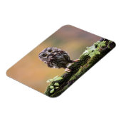 最も可愛い赤ん坊の動物 |ベビーフクロウ マグネット (左側)