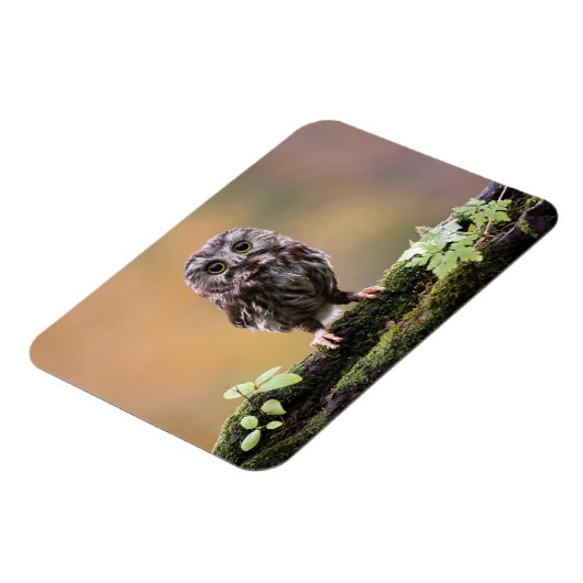 最も可愛い赤ん坊の動物 |ベビーフクロウ マグネット (左側)