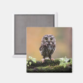 最も可愛い赤ん坊の動物 |ベビーフクロウ マグネット (正面/裏面)