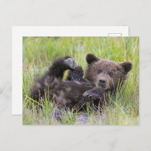 最も可愛い赤ん坊の動物 |ベビーブラウンベア ポストカード (正面/裏面)