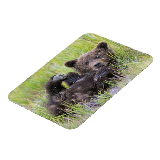 最も可愛い赤ん坊の動物 |ベビーブラウンベア マグネット (左側)