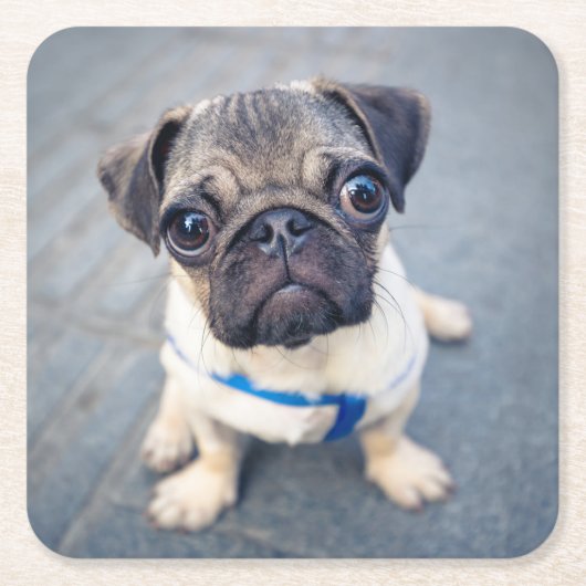 最も可愛い赤ん坊の動物 |ベビープーグ スクエアペーパーコースター (正面)