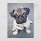 最も可愛い赤ん坊の動物 |ベビープーグ ポストカード (正面)