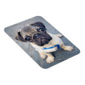 最も可愛い赤ん坊の動物 |ベビープーグ マグネット (右側)