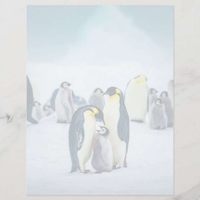 最も可愛い赤ん坊の動物 |ベビーペンギン食べ物を与えズ (正面)