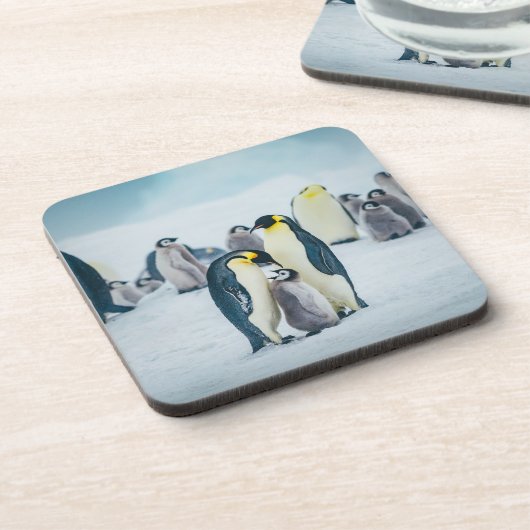 最も可愛い赤ん坊の動物 |ベビーペンギン食べ物を与えズ コースター (左側)