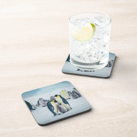 最も可愛い赤ん坊の動物 |ベビーペンギン食べ物を与えズ コースター (右側)