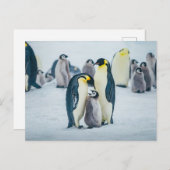 最も可愛い赤ん坊の動物 |ベビーペンギン食べ物を与えズ ポストカード (正面/裏面)