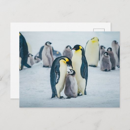 最も可愛い赤ん坊の動物 |ベビーペンギン食べ物を与えズ ポストカード (正面/裏面)