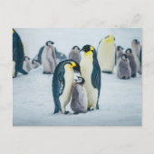 最も可愛い赤ん坊の動物 |ベビーペンギン食べ物を与えズ ポストカード (正面)