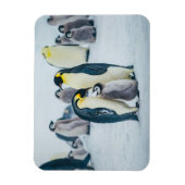 最も可愛い赤ん坊の動物 |ベビーペンギン食べ物を与えズ マグネット (縦)