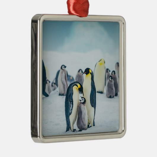 最も可愛い赤ん坊の動物 |ベビーペンギン食べ物を与えズ メタルオーナメント (右)