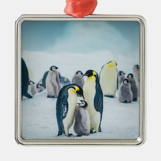 最も可愛い赤ん坊の動物 |ベビーペンギン食べ物を与えズ メタルオーナメント (正面)