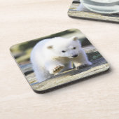 最も可愛い赤ん坊の動物 |ベビーホッキョクグマ コースター (左側)